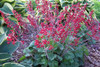 Heuchera s Ruby Bells 30ct Flat