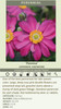 Anemone h var j Pamina 20ct Flat