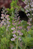 Baptisia Pink Truffles PPAF 25 BR Plants