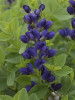 Baptisia DECADENCE Sparkling Sapphires PPAF 25 BR Plants