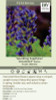 Baptisia DECADENCE Sparkling Sapphires PPAF 25 BR Plants