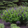 Baptisia 'Sparkling Sapphires' PP27904 (25) BR Plants