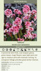 Bergenia Sakura 20ct Flat