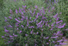 Buddleia Lavender Cupcake PPAF - HUMDINGER Collection 30ct Flat