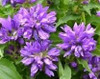 Campanula g Genti Blue 30ct Flat