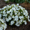 Campanula c. 'Rapido White' (30)ct Flat