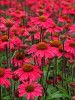 Echinacea Sensation Pink PPAF 20ct Flat