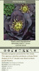 Helleborus Dark and Handsome - WEDDING PARTY Series 30ct Flat