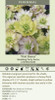 Helleborus First Dance - WEDDING PARTY Series 30ct Flat