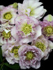 Helleborus Flower Girl - WEDDING PARTY Series 30ct Flat