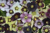 Helleborus HONEYMOON Series - Mixed 30ct Flat