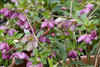 Helleborus French Kiss - HONEYMOON Series 30ct Flat