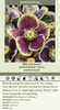 Helleborus Rio Carnival - HONEYMOON Series 30ct Flat