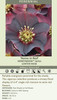 Helleborus Rome in Red - HONEYMOON Series 30ct Flat