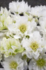 Helleborus Wedding Bells - WEDDING PARTY Series 30ct Flat