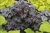 Heuchera Ruffles n Truffles PPAF 20ct Flat