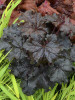 Heuchera Ruffles n Truffles PPAF 20ct Flat