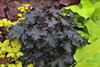 Heuchera Ruffles n Truffles PPAF 20ct Flat