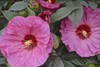 Hibiscus SUMMERIFIC Berry Awesome PPAF 25 BR Plants