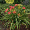 Hemerocallis 'Passionate Returns' PP20002 (25) BR Plants