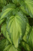 Hosta Angel Falls PP28785 20ct Flat