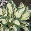 Hosta Hans 20ct Flat