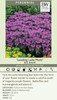 Monarda Leading Lady Plum PPAF 20ct Flat