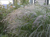 Panicum v PRAIRIE WINDS Apache Rose PPAF 30ct Flat