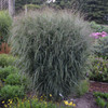 Panicum v. 'Apache Rose' PP29142 (30)ct Flat