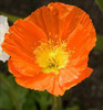 Papaver n Pulcinella Series - Orange 30ct Flat