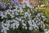 Phlox Opening Act White PP27461 25 BR Plants
