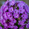 Phlox p FLAME Purple Eye Barthirtythree PP16437 25 BR Plants