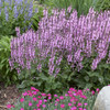 Salvia COLOR SPIRES Pink Dawn PPAF 25 BR Plants