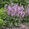 Salvia COLOR SPIRES Pink Dawn PPAF 25 BR Plants