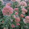 Sedum 'Frosted Fire' (25) BR Plants