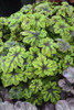 Tiarella Fingerpaint
Photos courtesy of Walters Gardens, Inc.