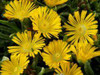 Delosperma nubigena Golden Wonder PPAF 10ct Flat