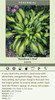 Hosta Rainbows End 10ct Quarts