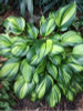 Hosta Rainbows End 10ct Quarts