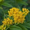 Asclepias t Hello Yellow 25 BR Plants