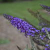 Buddleia Blue Knight PPAF - MONARCH Collection 30ct Flat