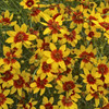 Coreopsis v Curry Up 
Photos courtesy of Walters Gardens, Inc.