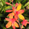 Crocosmia Emily McKenzie 25 BR Plants