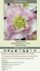 Helleborus Flower Girl - WEDDING PARTY Series 20ct Flat