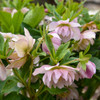 Helleborus 'Flower Girl' - WEDDING PARTY Series (20)ct Flat