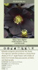 Helleborus New York Night - HONEYMOON Series 20ct Flat