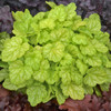 Heuchera Appletini PPAF 20ct Flat