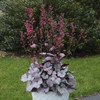 Heuchera Silver Gumdrop PPAF 20ct Flat