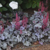 Heuchera Silver Gumdrop PPAF 20ct Flat