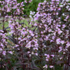 Penstemon 'Blackbeard' PP30052 (25) BR Plants